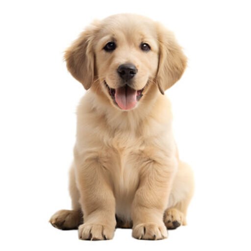 Diamond Labrador Kennel